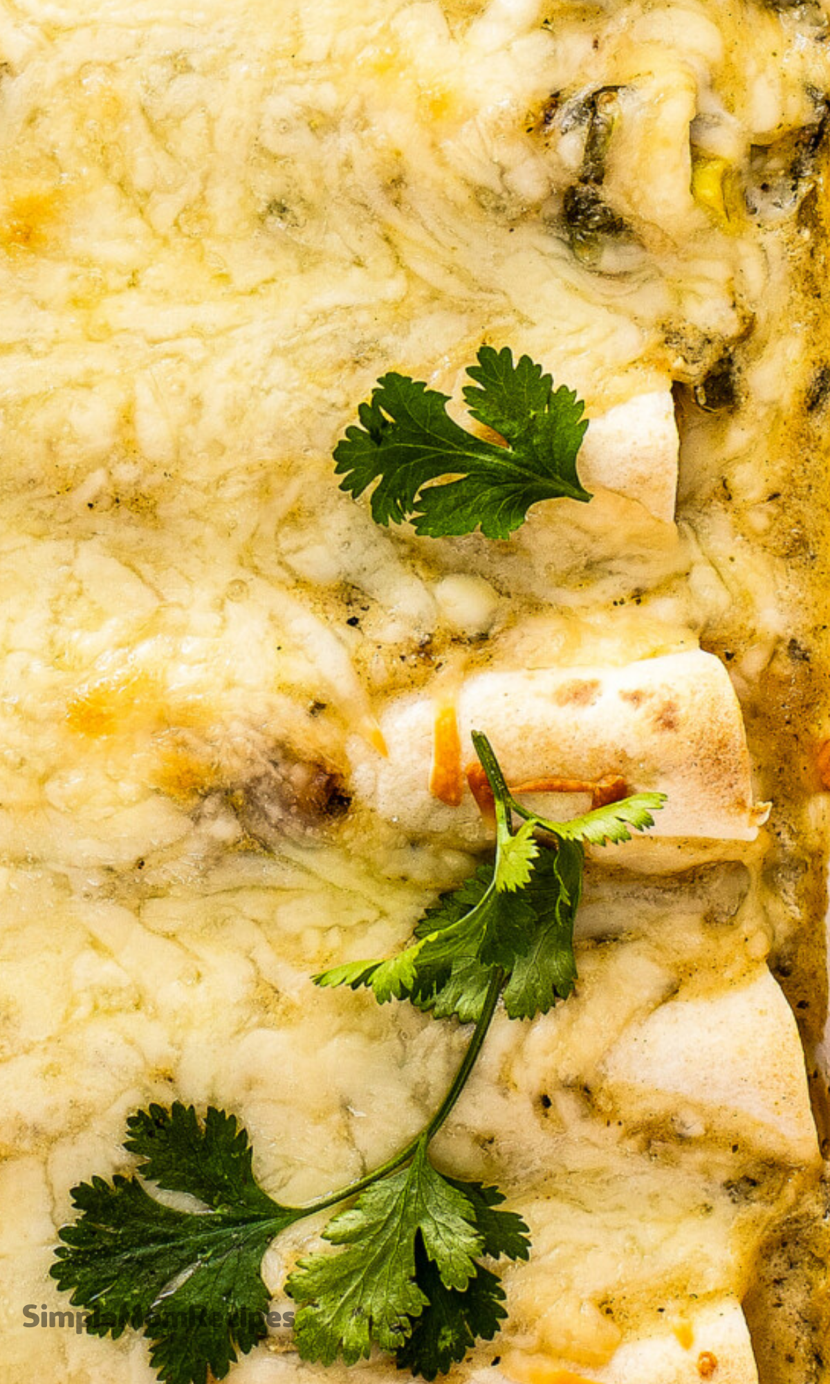 Creamy White Chicken Enchiladas Recipe
